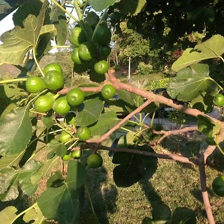 Quinta Dos Castanheiros - * Negreda