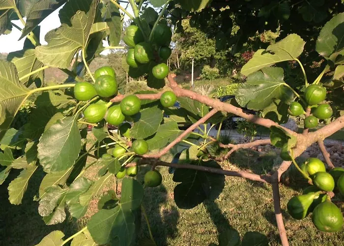 Quinta Dos Castanheiros - * Negreda